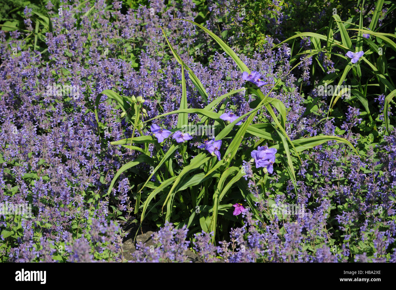 Tradescantia x andersoniana, Spiderwort Foto Stock