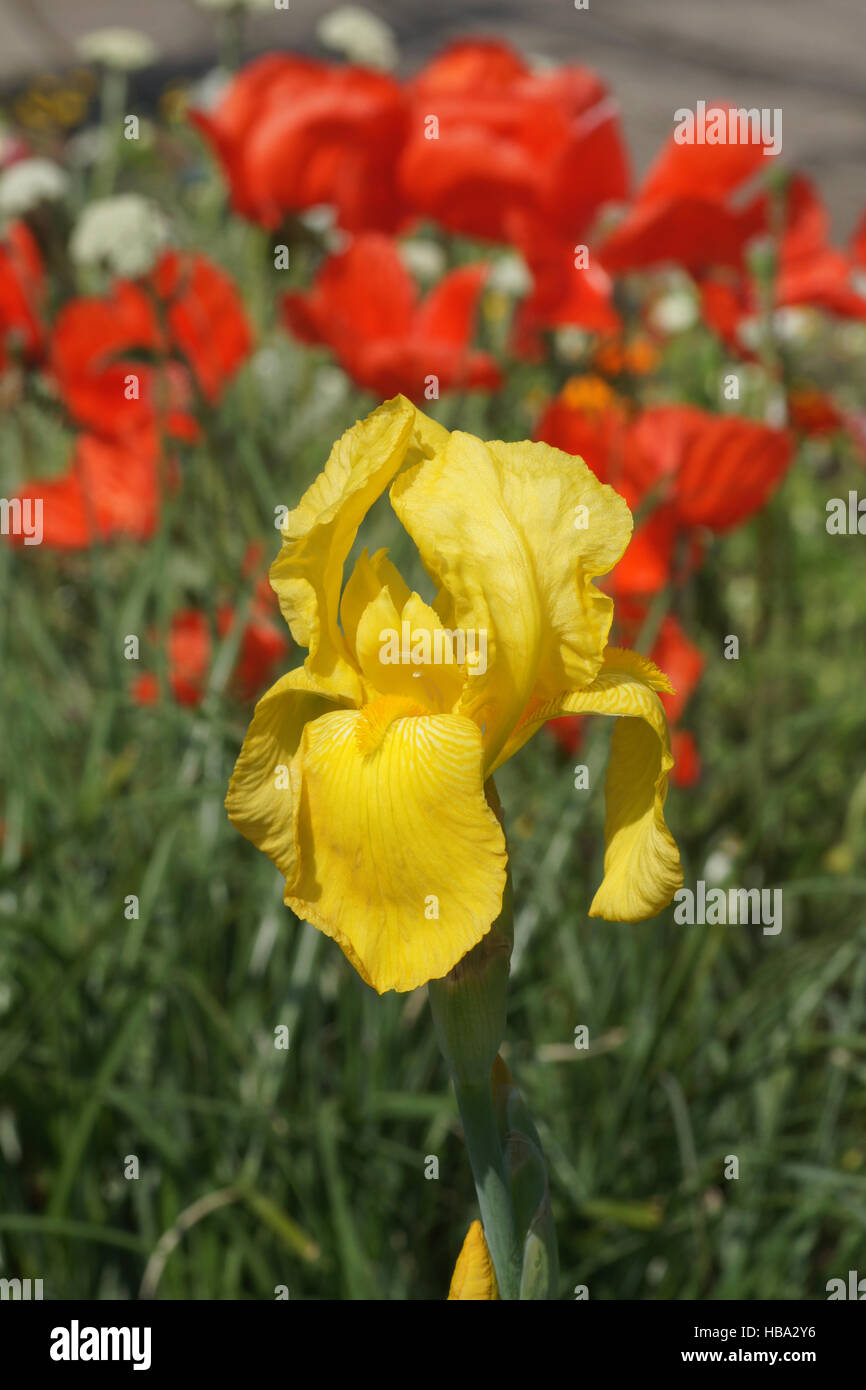 Iris barbata, barbuto iris Foto Stock