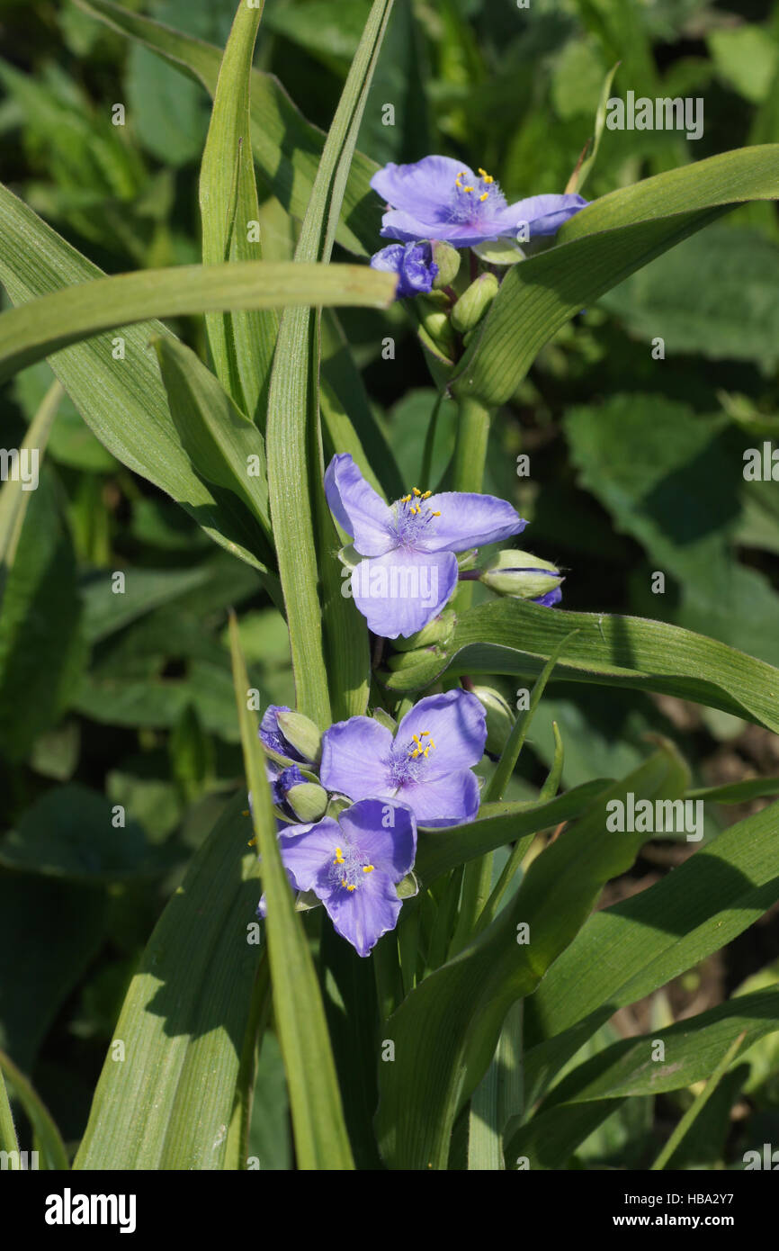 Tradescantia x andersoniana, Spiderwort Foto Stock
