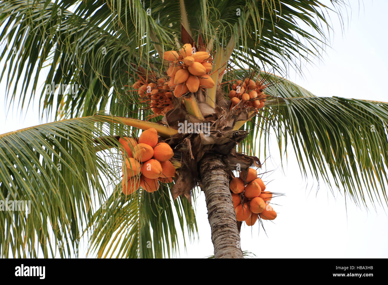 Palma da cocco, Cocos nucifera Foto Stock