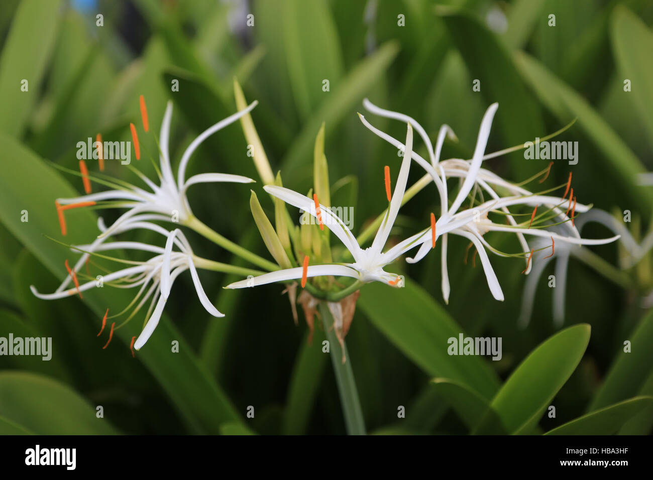 Giglio di palude, Crinum asiaticum pedunculatum Foto Stock