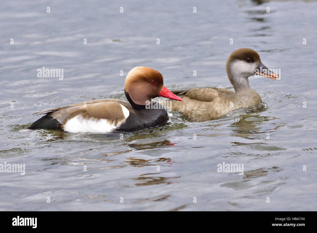 Rosso-crested Pochard Foto Stock