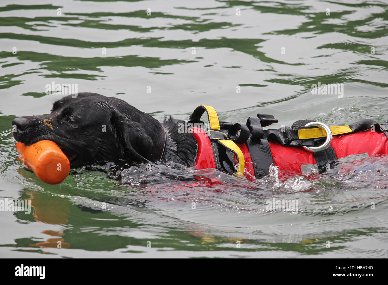 cane da salvataggio Foto Stock
