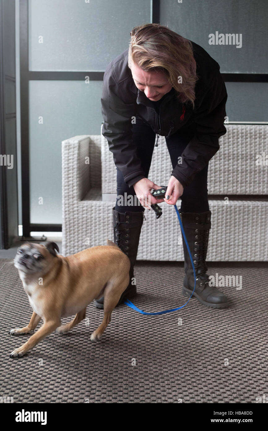 Il cane uscì per prepararsi a fare una passeggiata, il cane Bugg (croce tra Boston Terrier e Pug) e la donna con guinzaglio Foto Stock