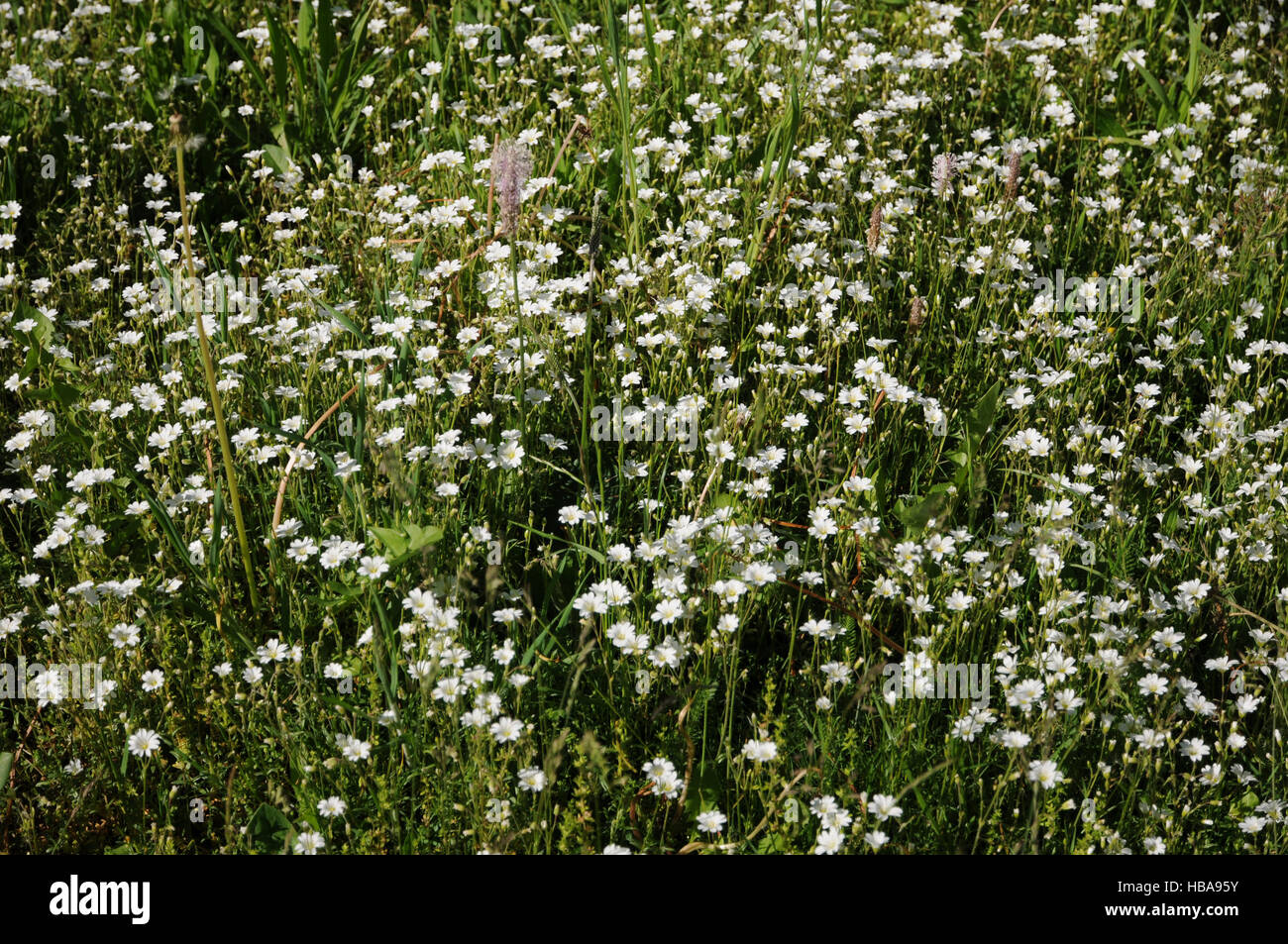 Stellaria graminea, Grassleaf stitchwort Foto Stock