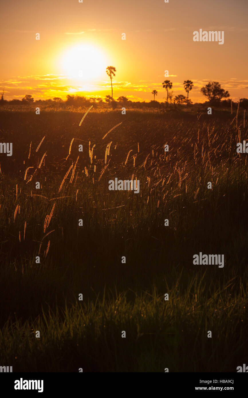 Tramonto dietro l'erba e alberi in Africa Foto Stock