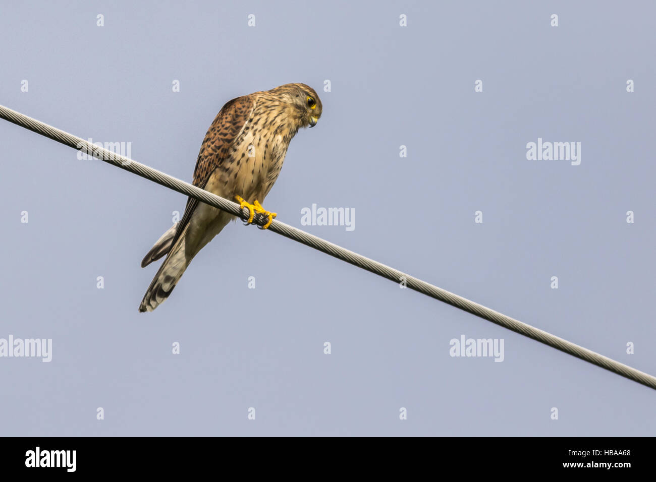 Krestel comune (Falco tinnunculus) Foto Stock