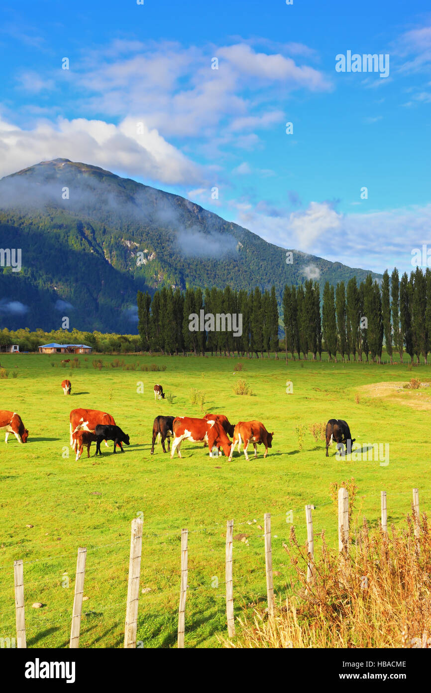 La recinzione bassa Foto Stock