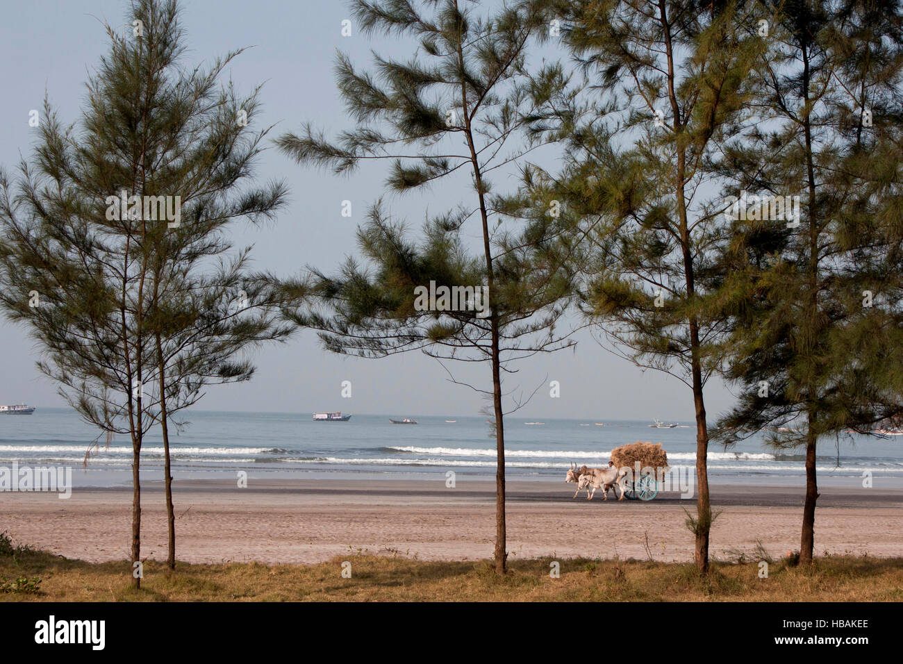 Bull-carrello su una spiaggia Foto Stock