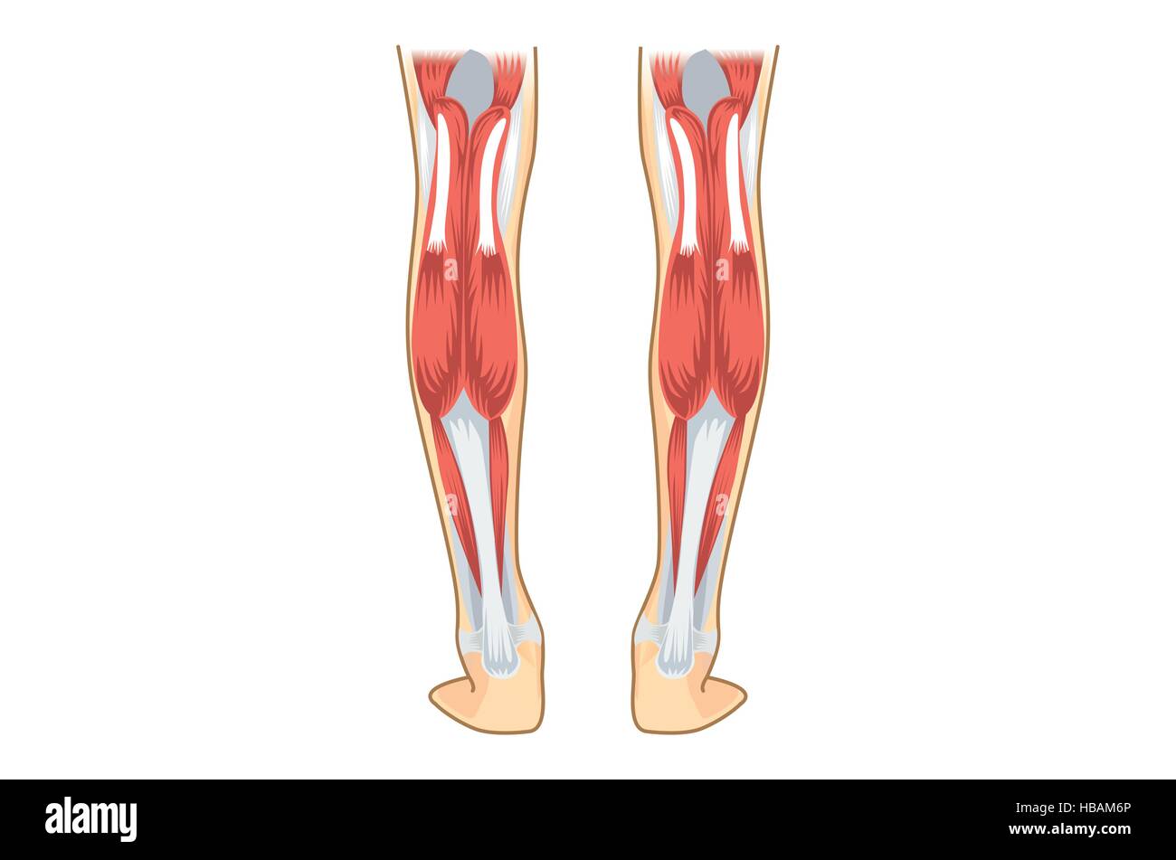 Muscolo del polpaccio dell'uomo. Illustrazione Vettoriale