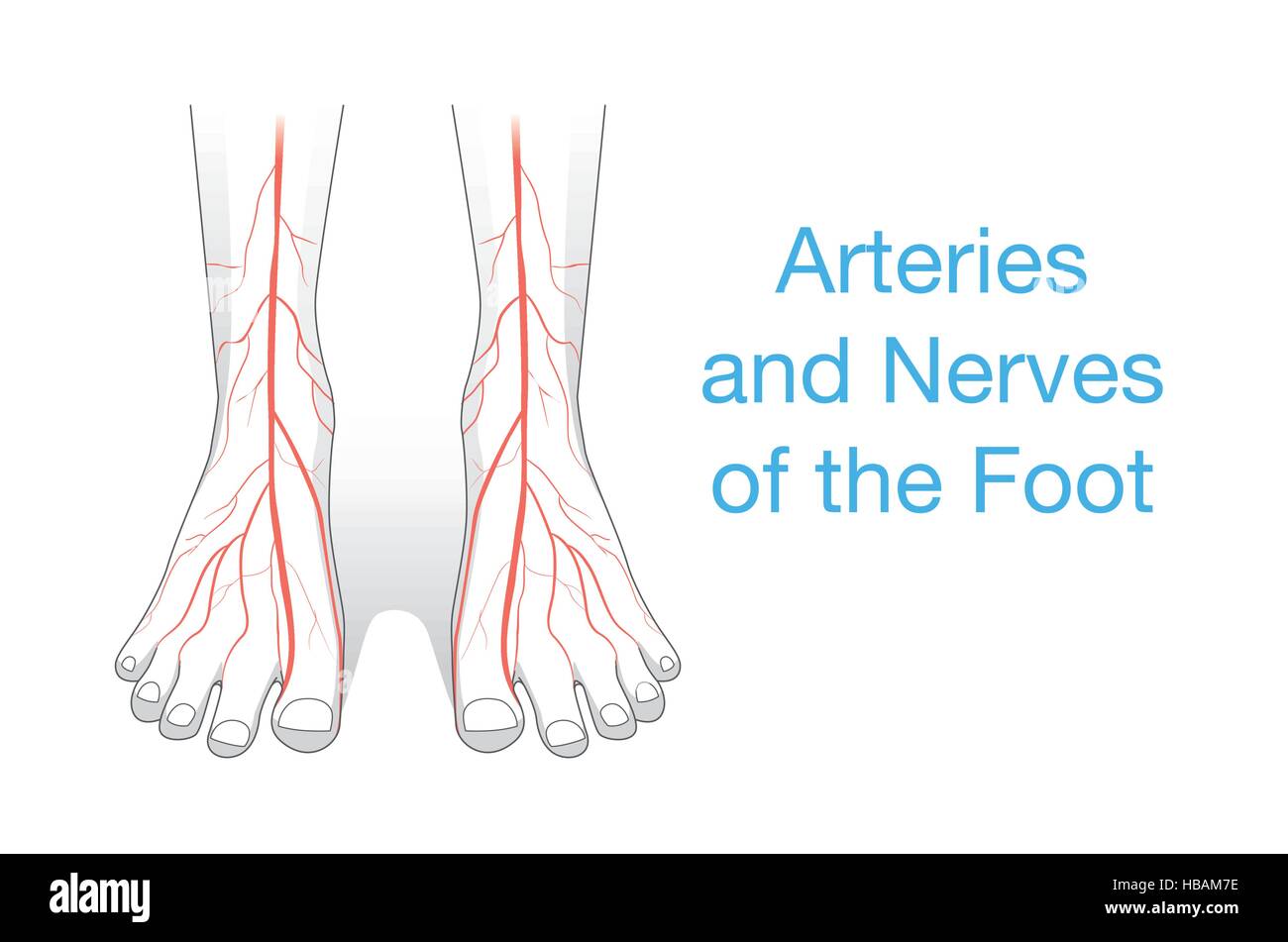 Arterie e dei nervi del piede. Illustrazione Vettoriale
