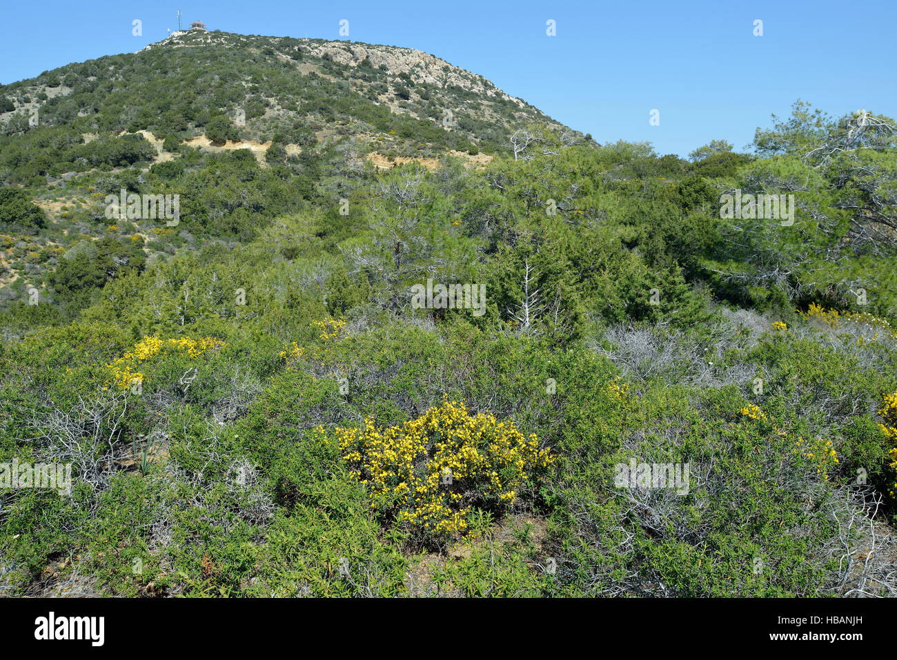 Stazione di vedetta sopra Smigies, Akamans Penisola, Cipro Callicotome - Calycotome villosa Foto Stock