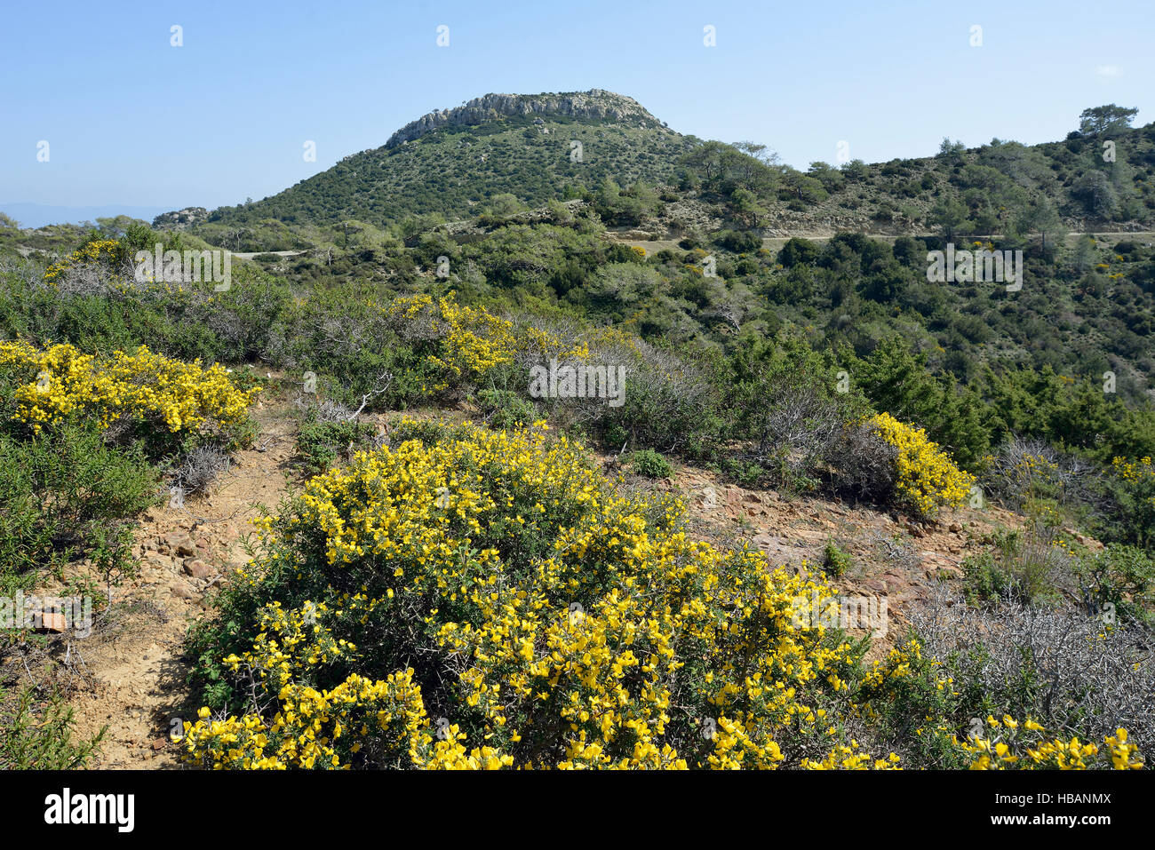 Garrigue habitat Smigies sopra con vista a est, Akamans Penisola, Cipro Callicotome - Calycotome villosa Foto Stock