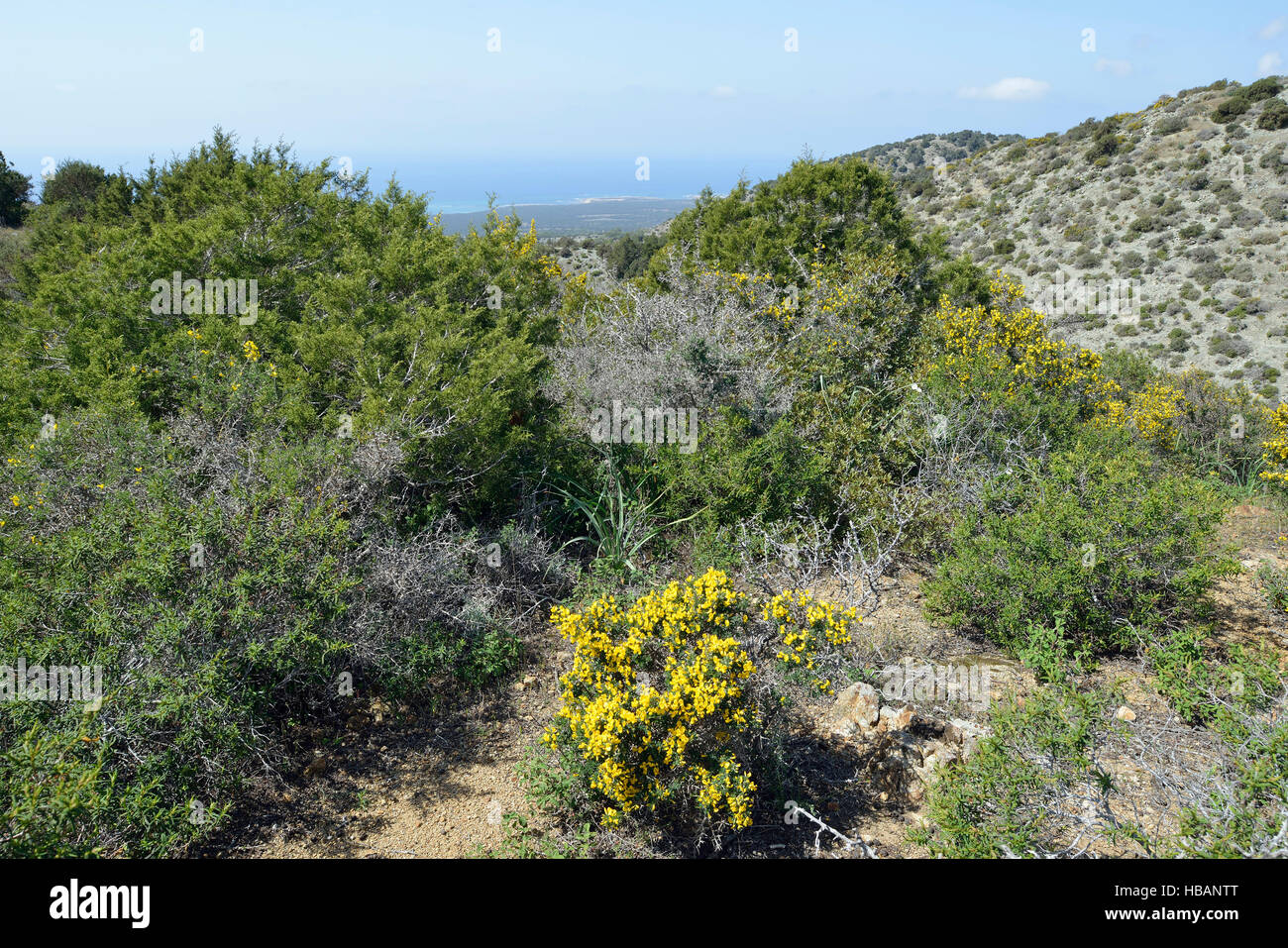 Garrigue habitat Smigies sopra con vista sulla costa occidentale della penisola Akamans, Cipro Callicotome - Calycotome villosa Foto Stock