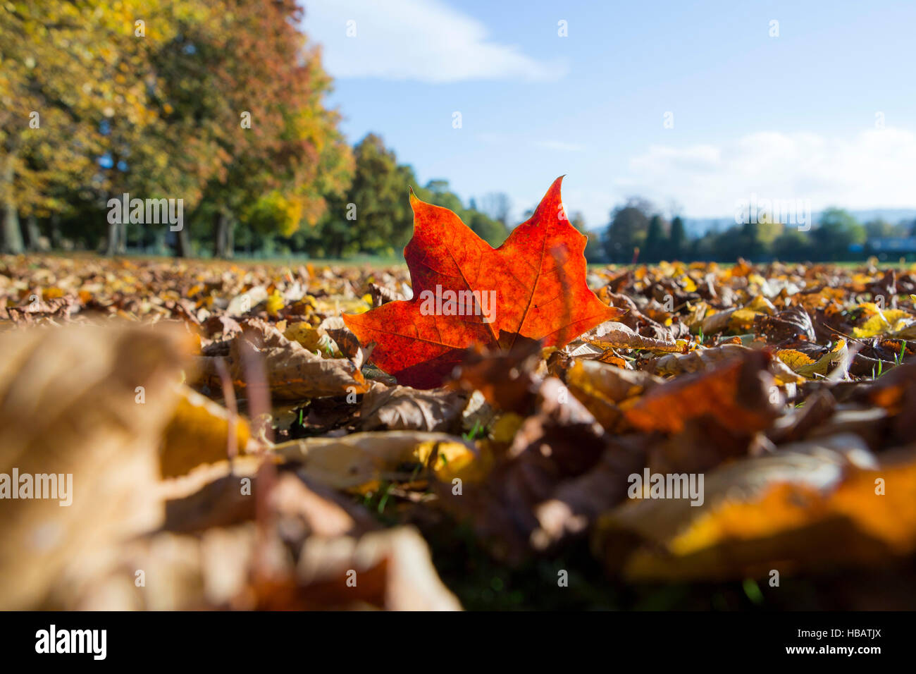 Foglie di autunno a copertura di erba, uno profondamente foglie colorate incandescente sotto il sole Foto Stock
