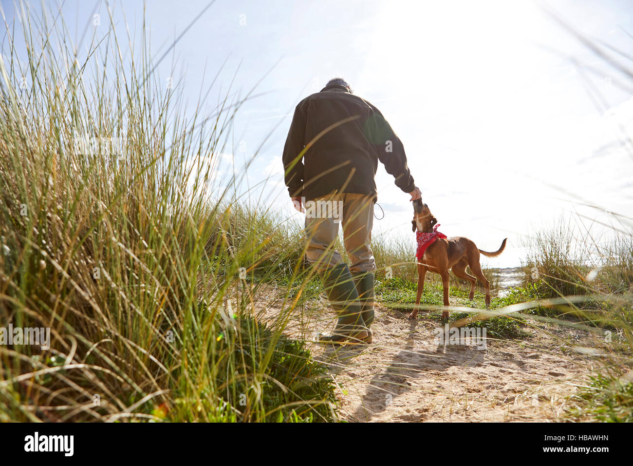 Uomo che cammina cane sulle dune di sabbia, Constantine Bay, Cornwall, Regno Unito Foto Stock