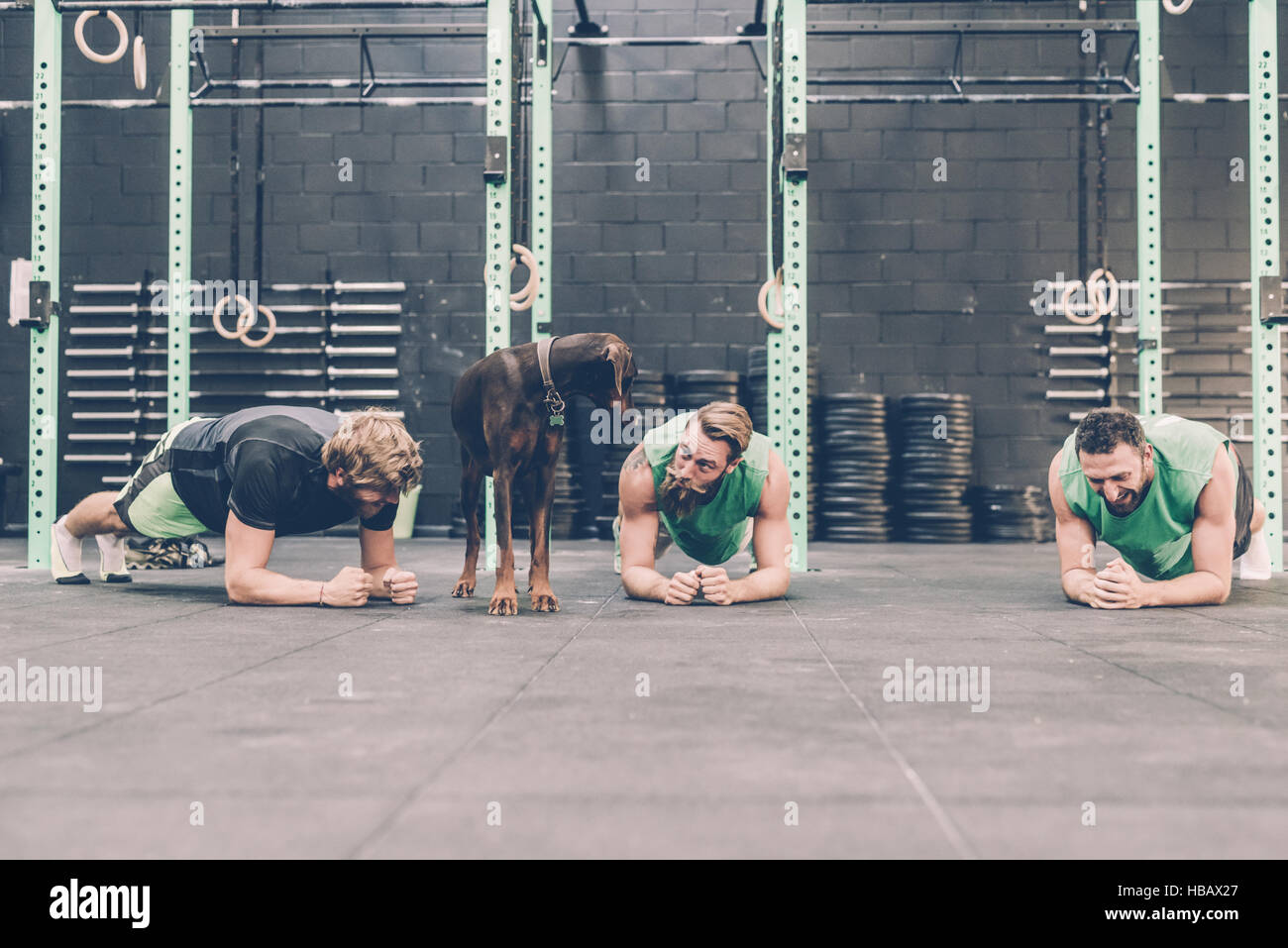 Tre maschio cross trainer facendo push-up mentre cane guarda indietro in palestra Foto Stock