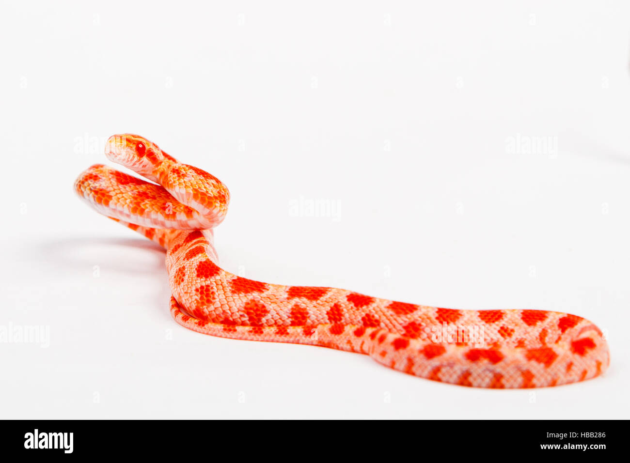 Serpente elaphe guttata Foto Stock