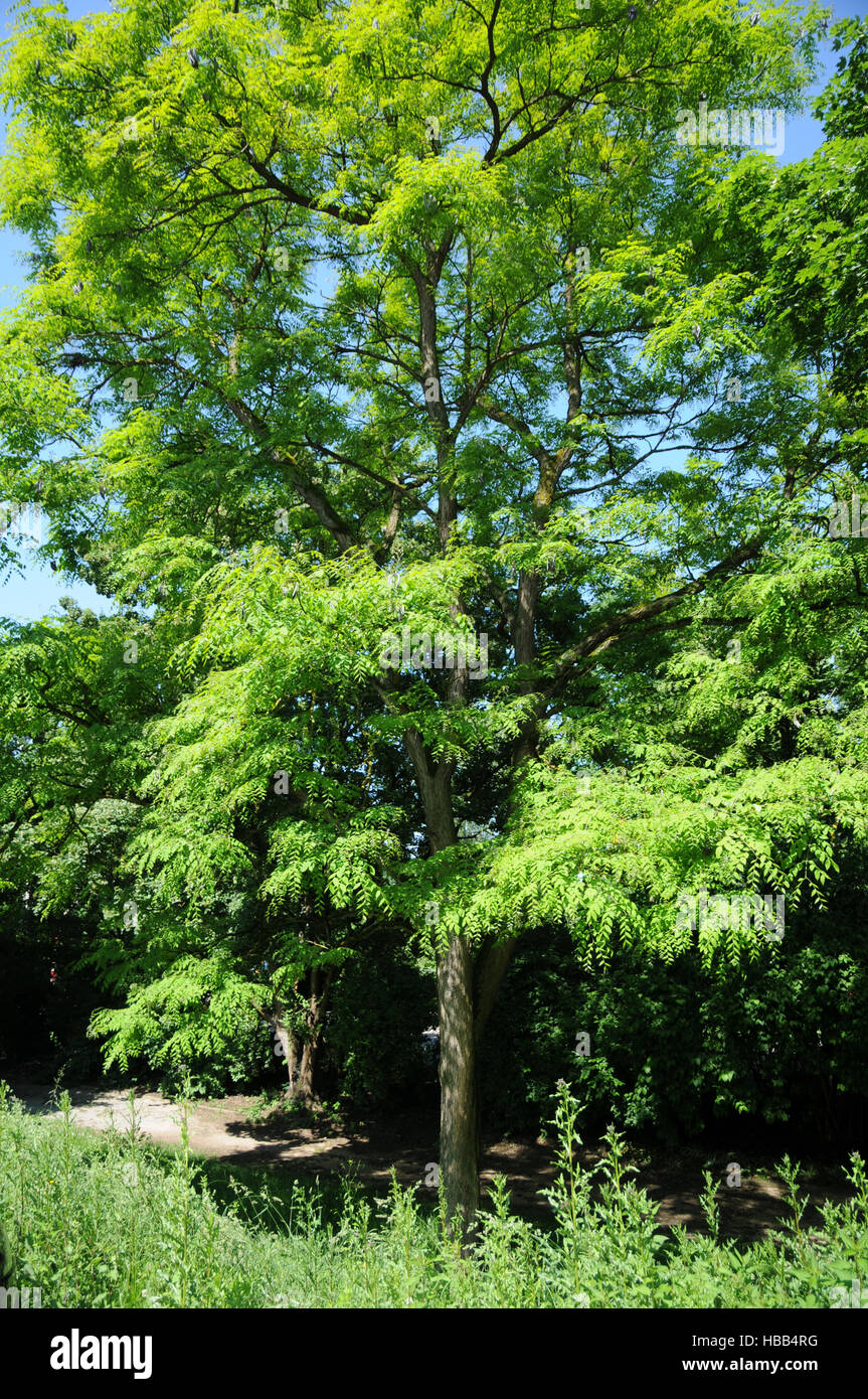 Gymnocladus dioicus, Kentucky coffetree Foto Stock