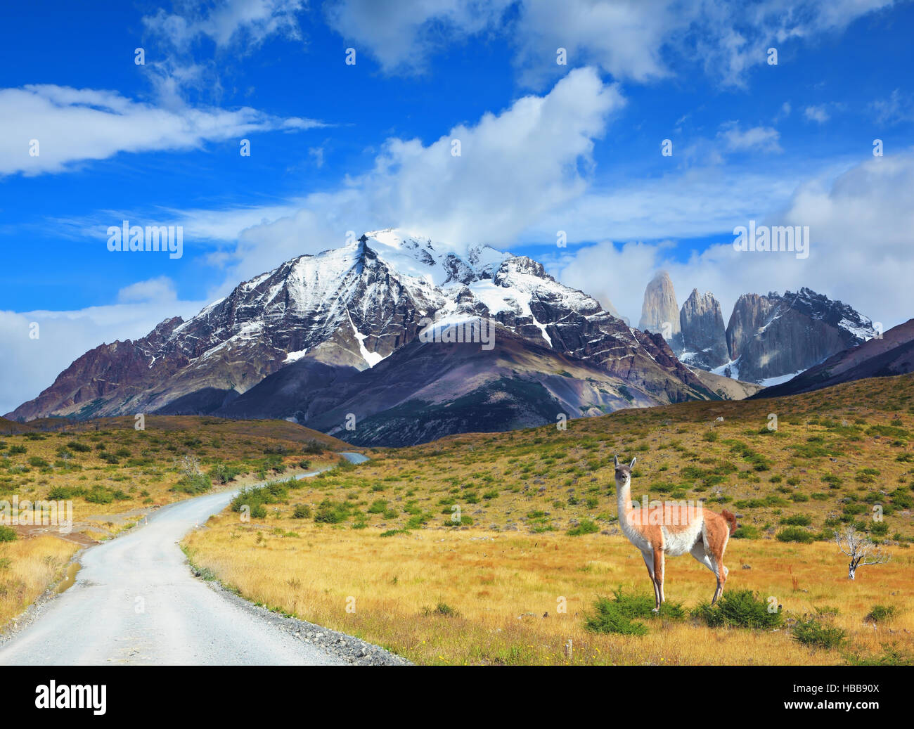 Sulla strada sterrata che vale la pena di guanaco Foto Stock