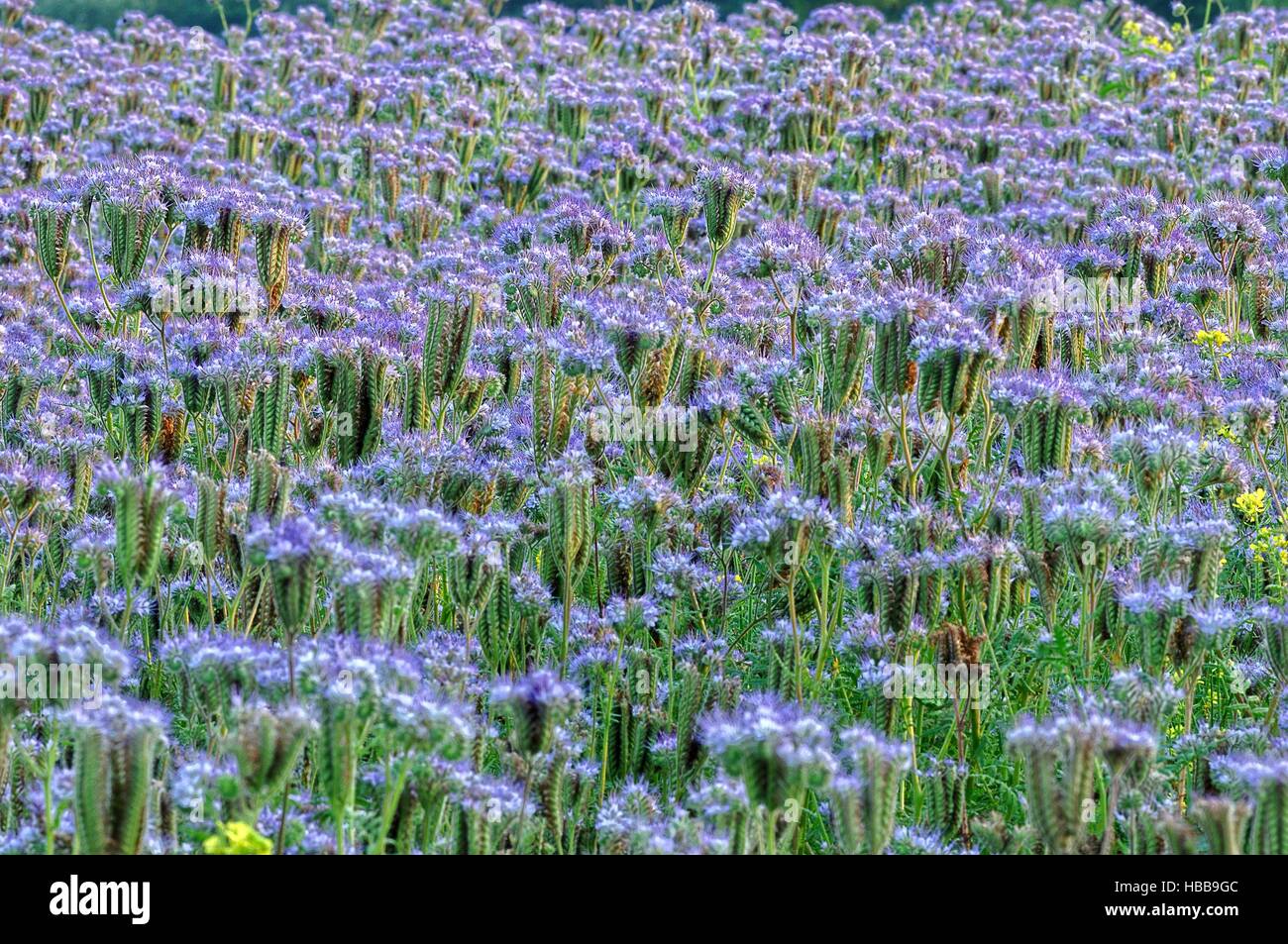 Campo pieno di bee pascoli Foto Stock