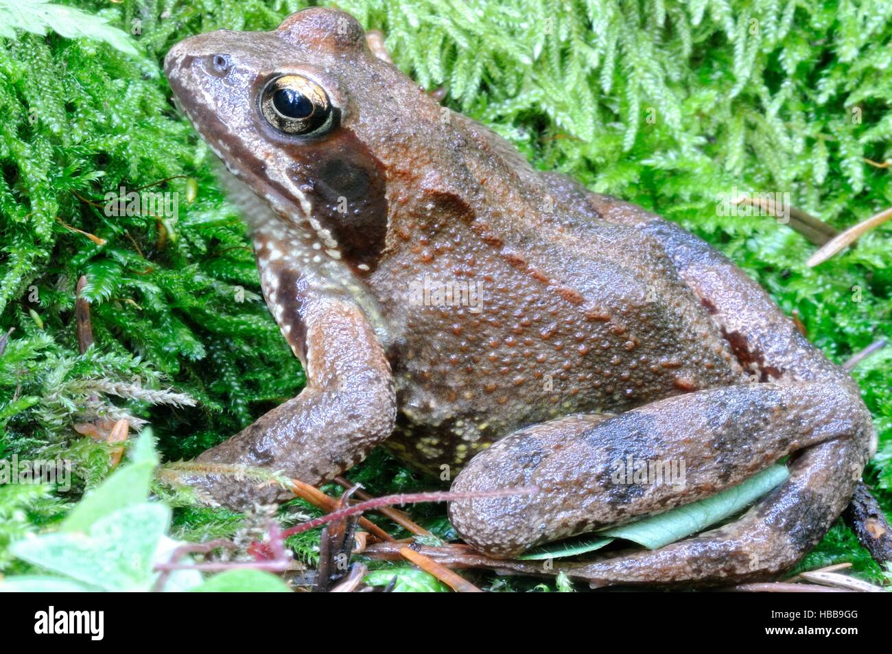 Seduta in erba il rospo comune Foto Stock