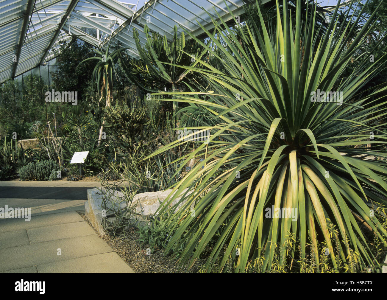 Le piante del deserto in principessa di Galles Conservatorio a Kew Gardens a Londra, Regno Unito Foto Stock