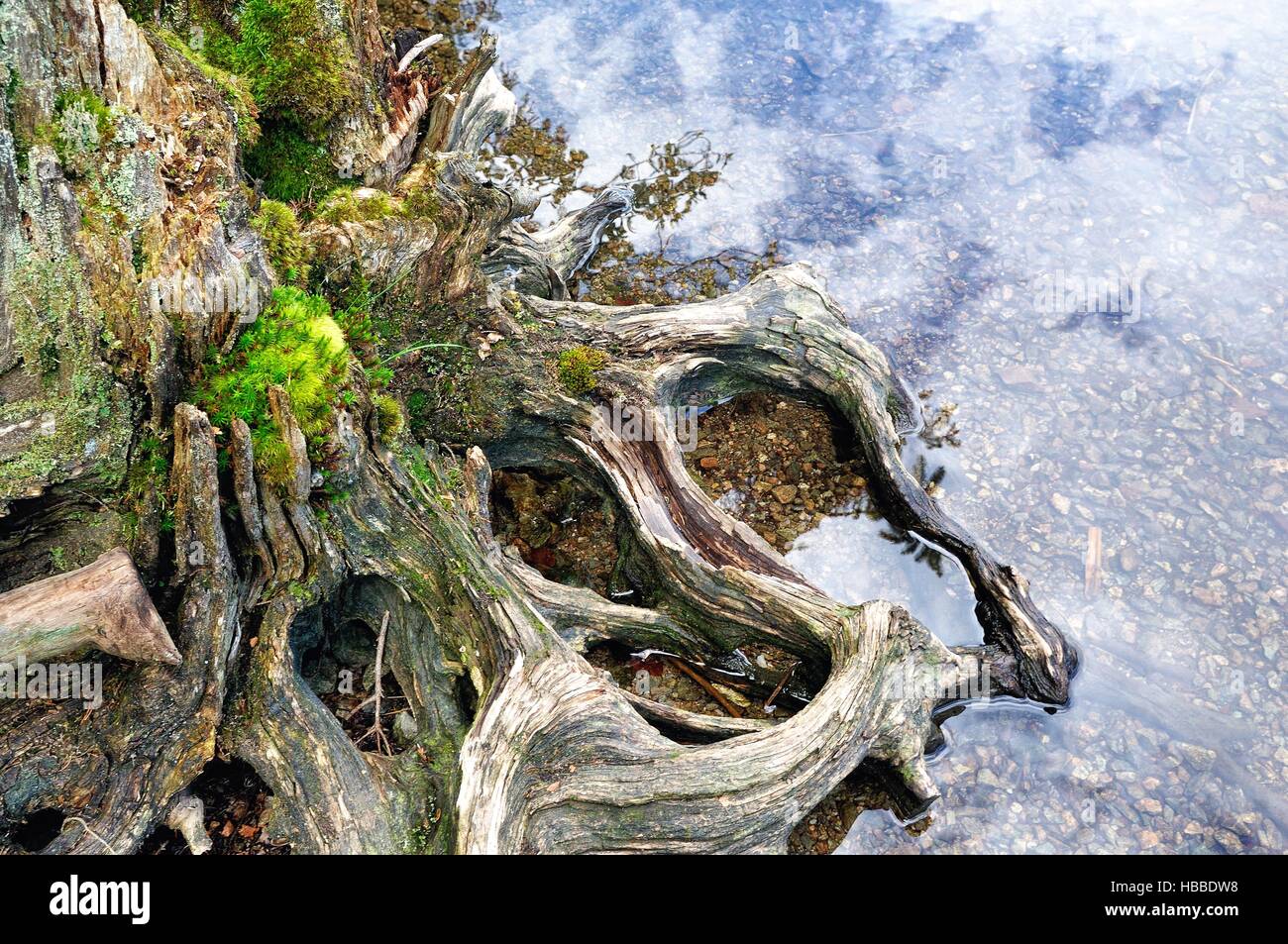 Tree root rots waterfront Foto Stock