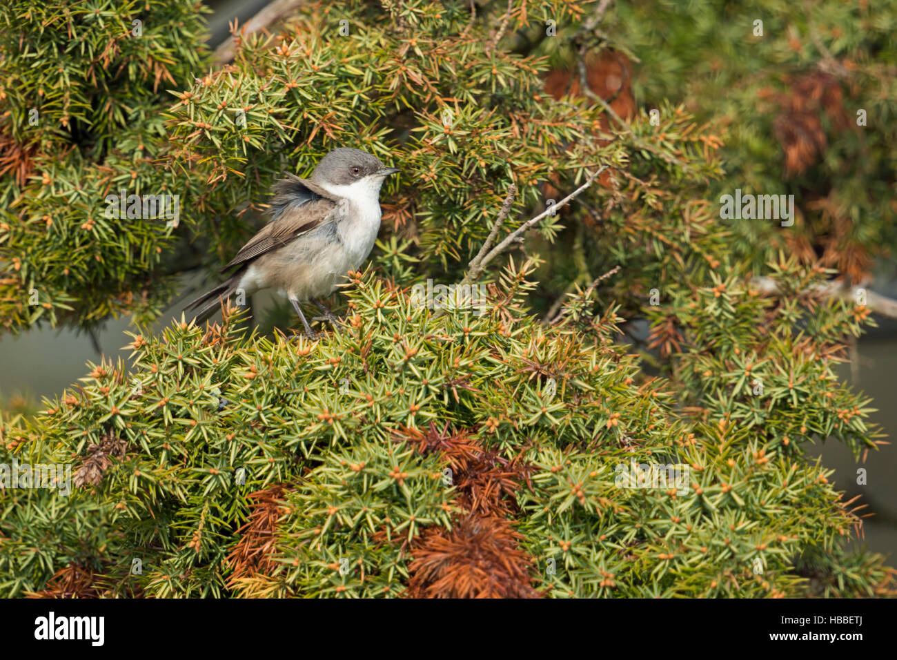 Lesser Whitethroat / Klappergrasmücke ( Sylvia curruca ), uccello maschio, seduti sui rami in un arbusto genister, nel tipico ambiente. Foto Stock