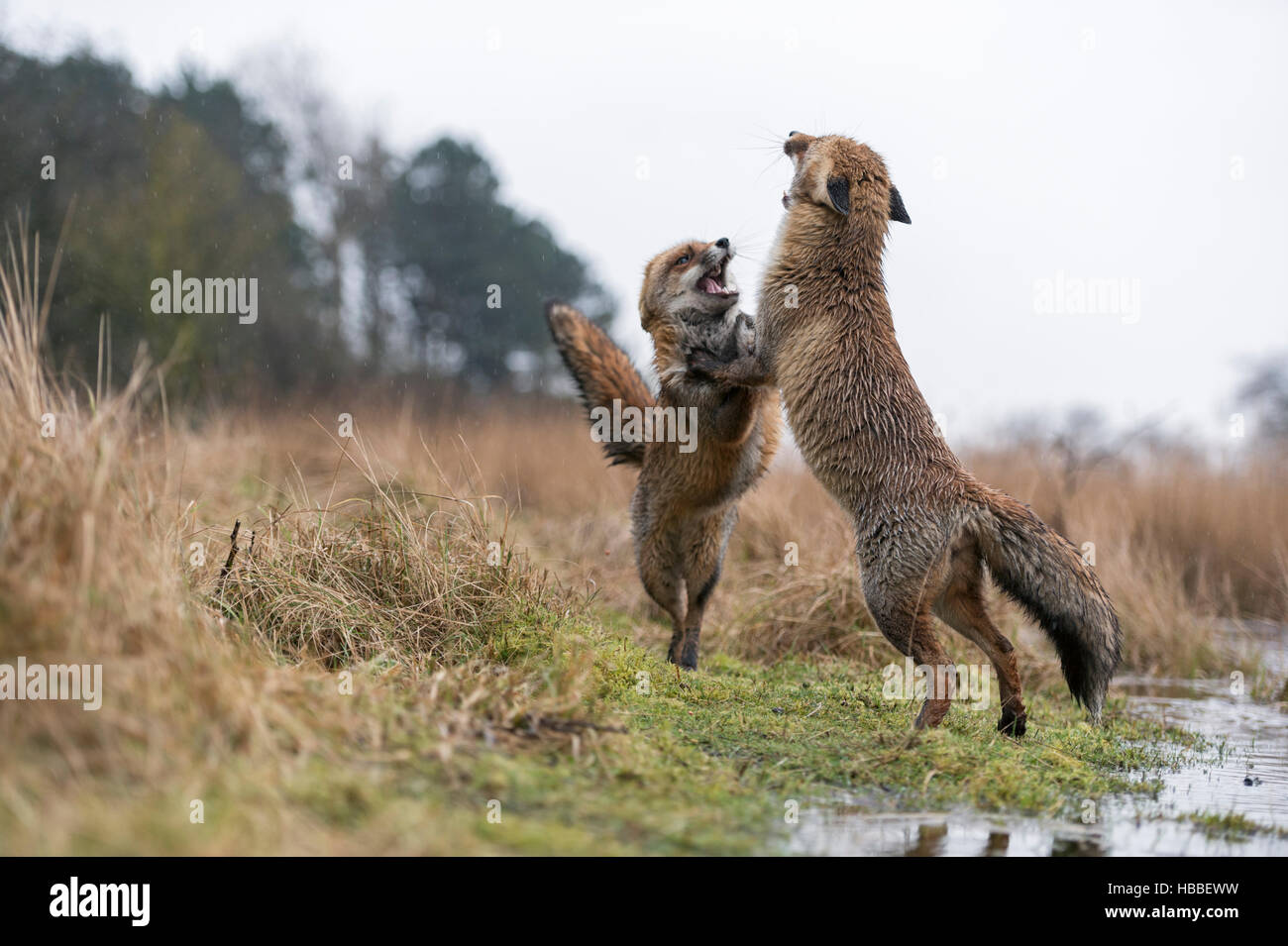 Unione volpi rosse / Rotfuechse ( Vulpes vulpes ) nella dura lotta, in piedi sulle zampe posteriori, spettacolare a basso punto di vista, nel loro habitat. Foto Stock