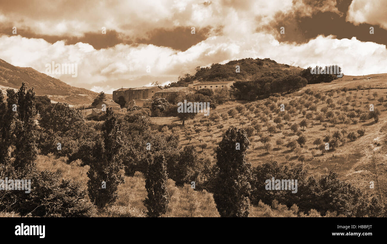 Oliveti in Sicilia Foto Stock