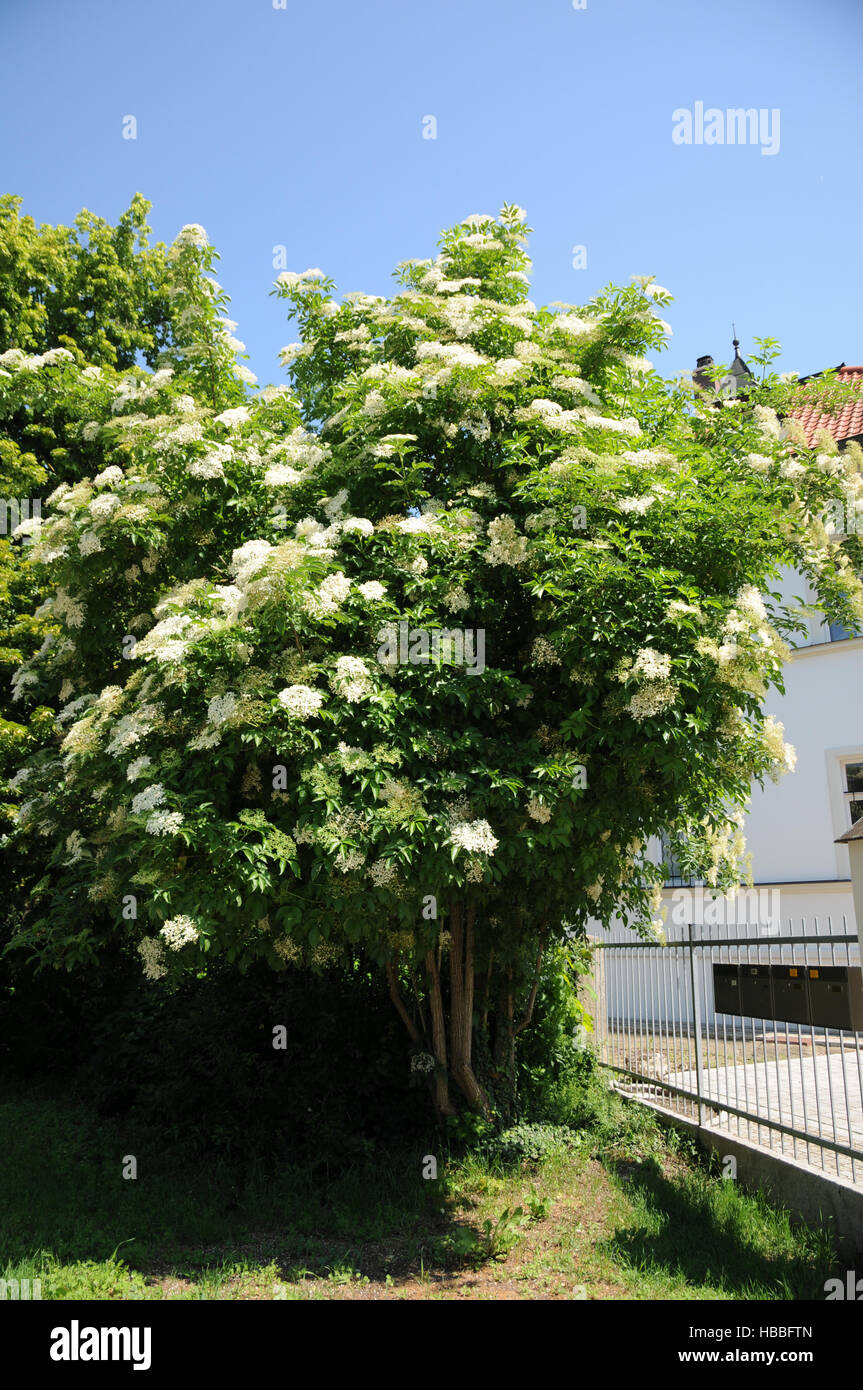 Sambucus nigra, nero sambuco Foto Stock