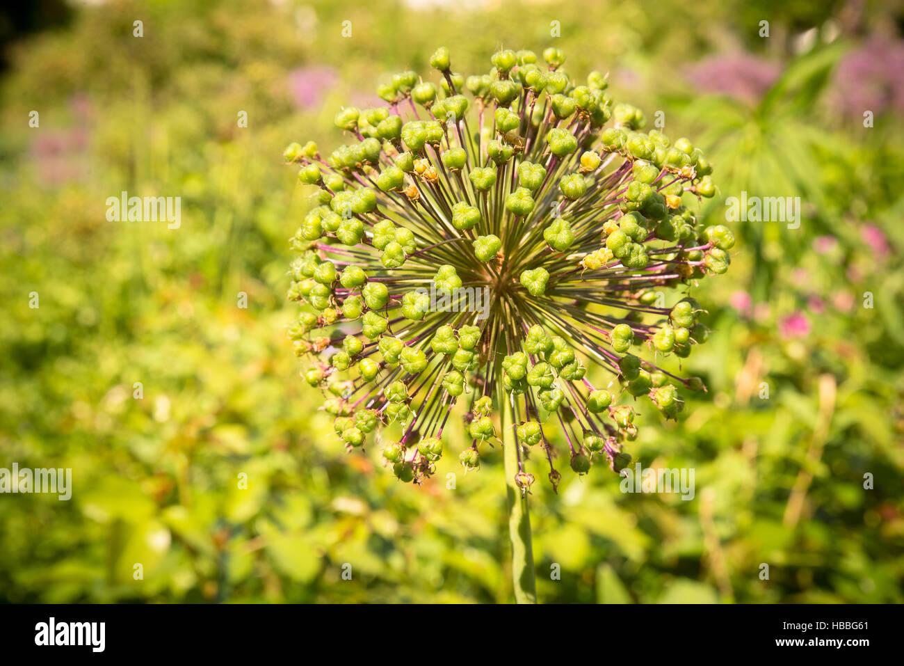 Allium - germogli Foto Stock