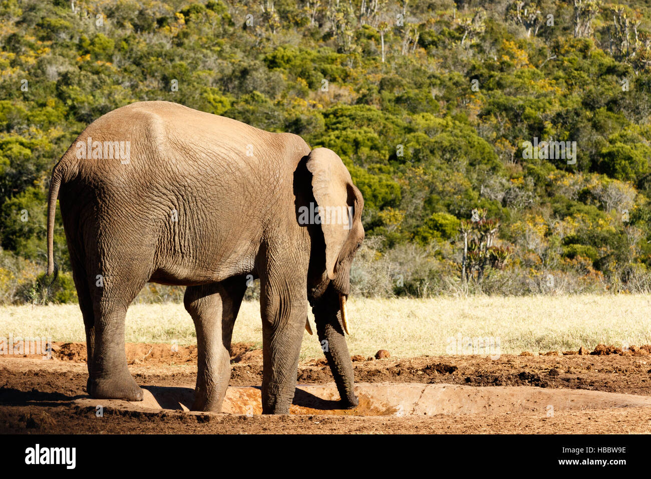 Mi piacerebbe che ci fosse acqua - Bush africano Elefante Foto Stock