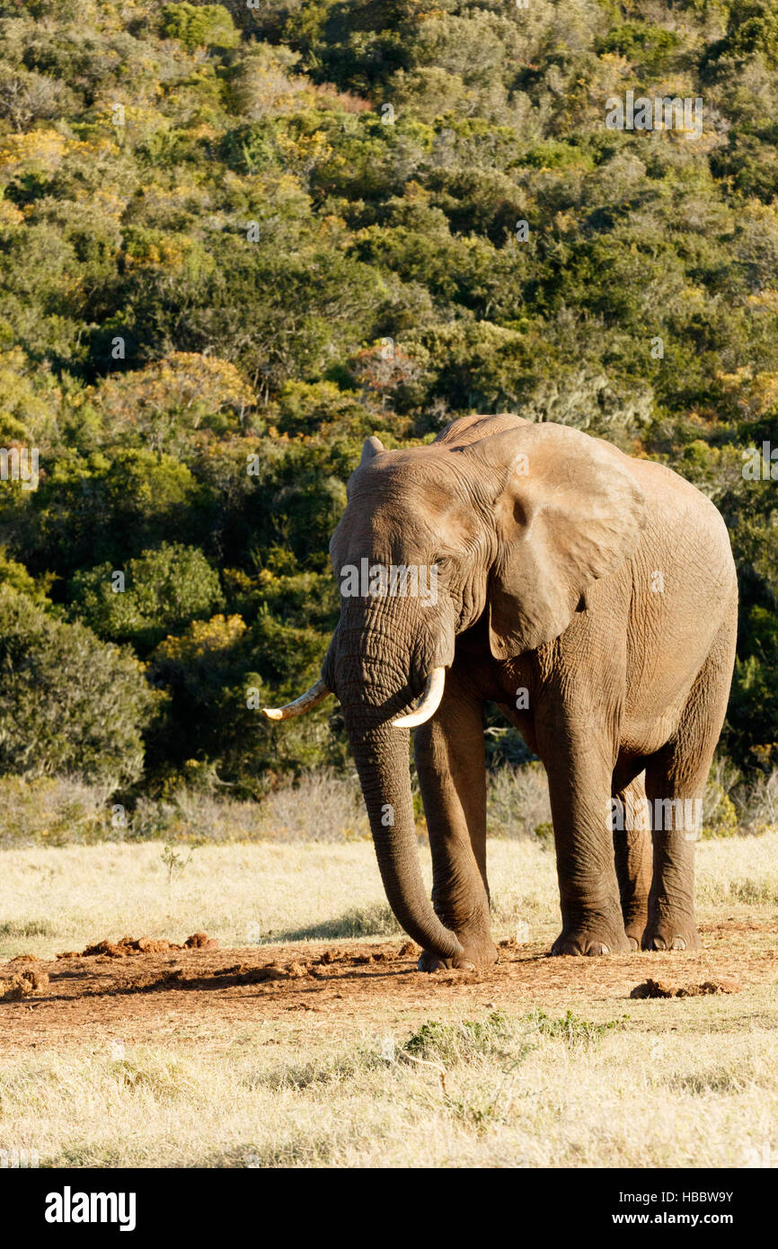 Colpire una posa - Bush africano Elefante Foto Stock