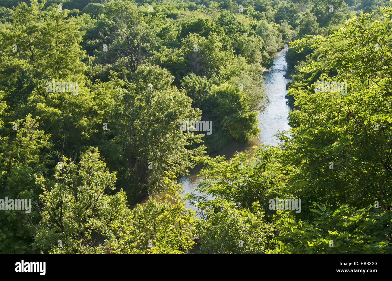 Vista del fiume che scorre attraverso il bosco verde Foto Stock