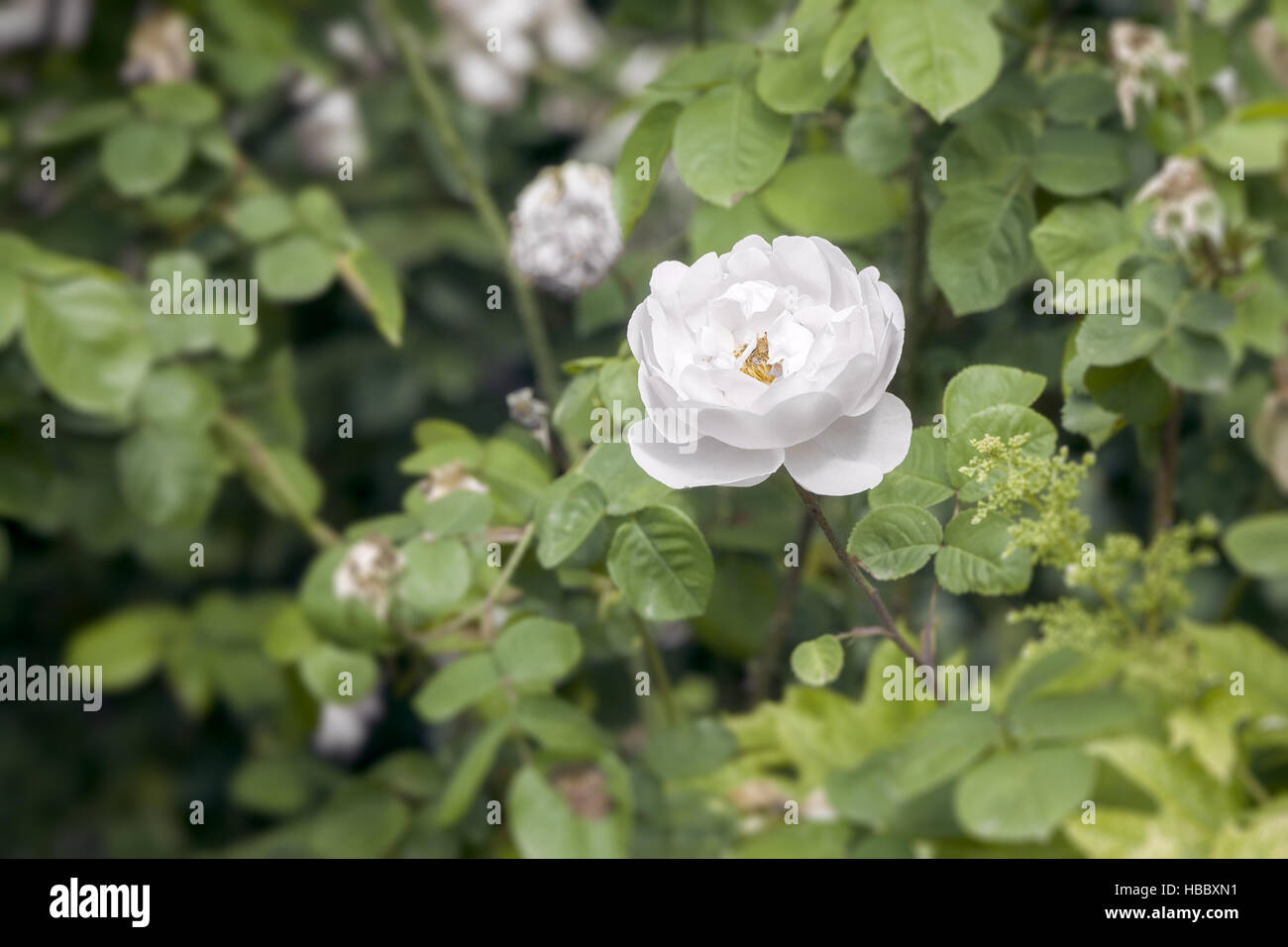 White rose selvatiche Foto Stock
