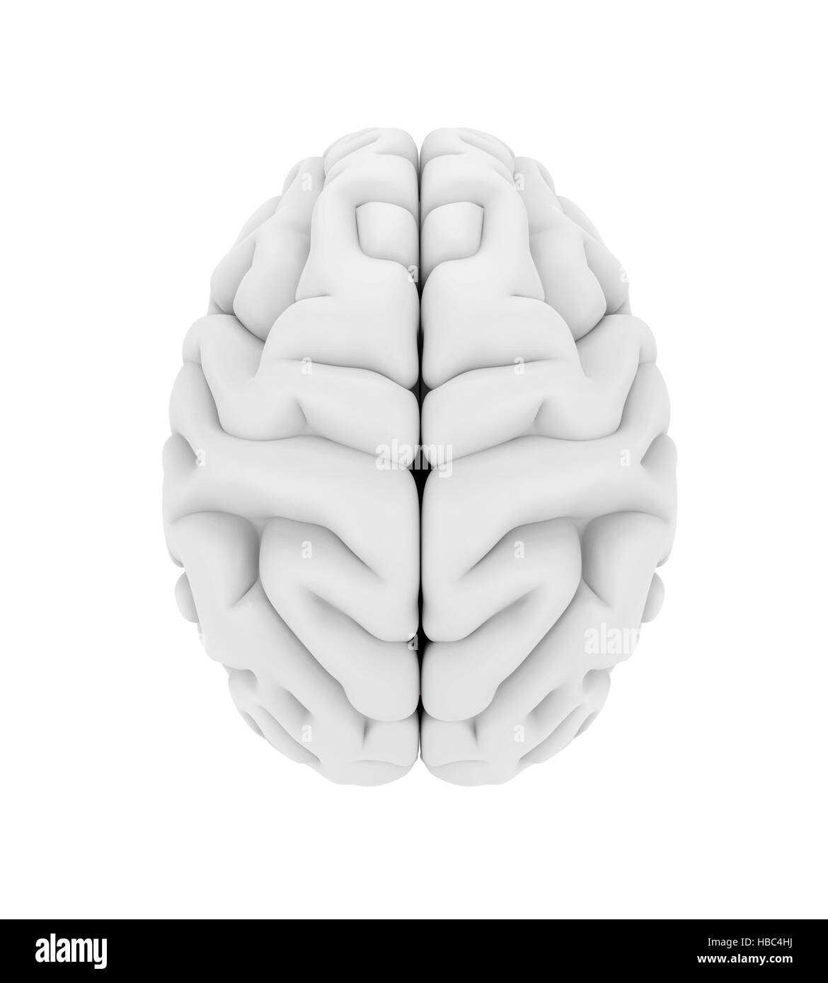 Cervello umano anatomia Foto Stock