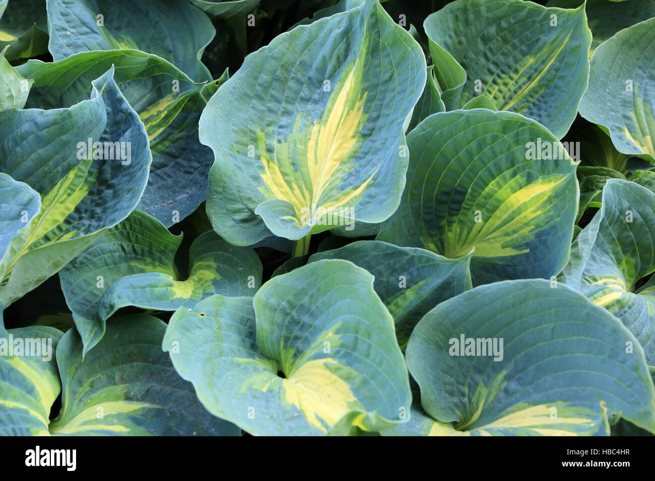 Piantaggine-lily, Hosta, Sogno Regina Foto Stock