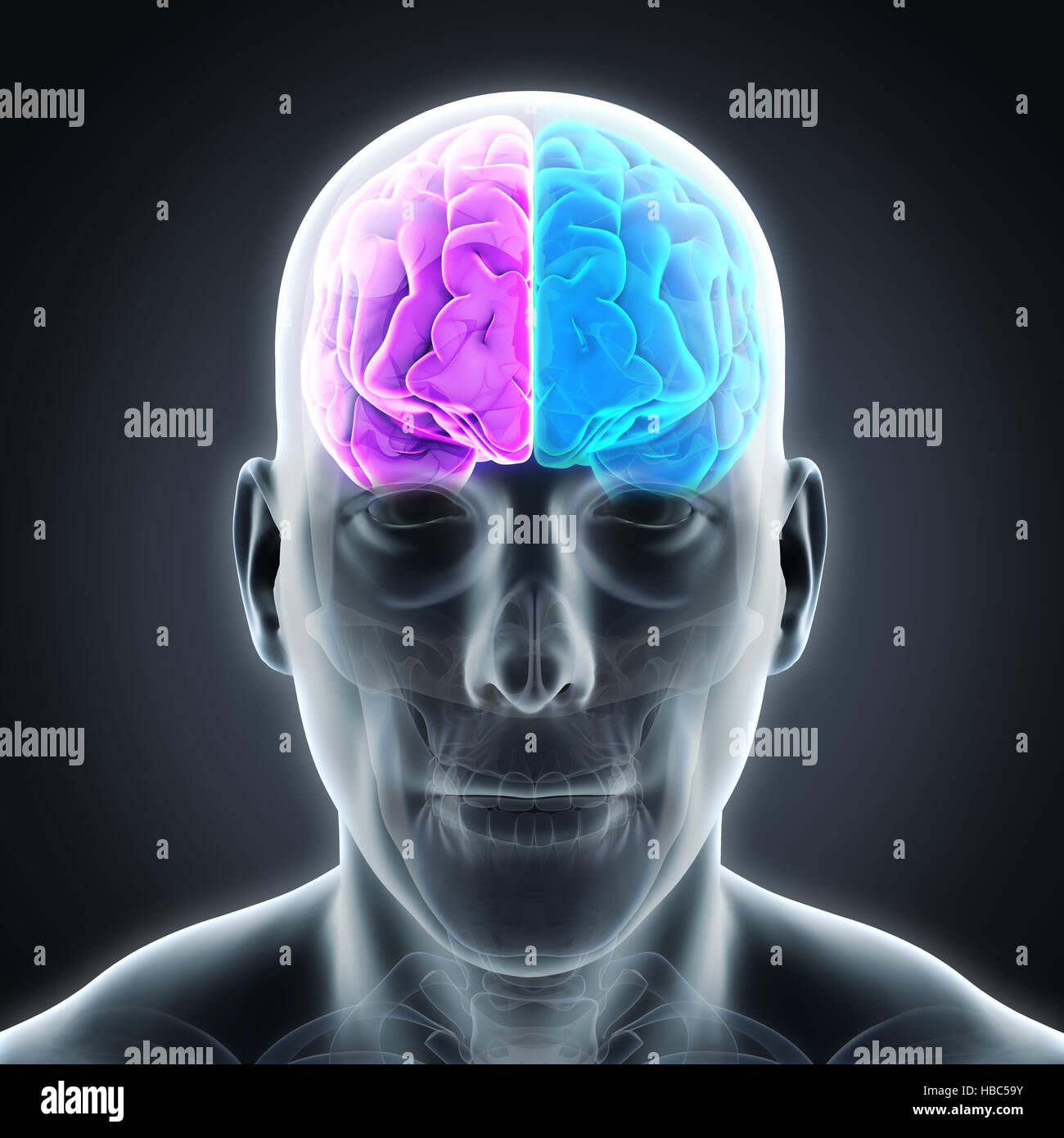 A sinistra e a destra del cervello umano Foto Stock