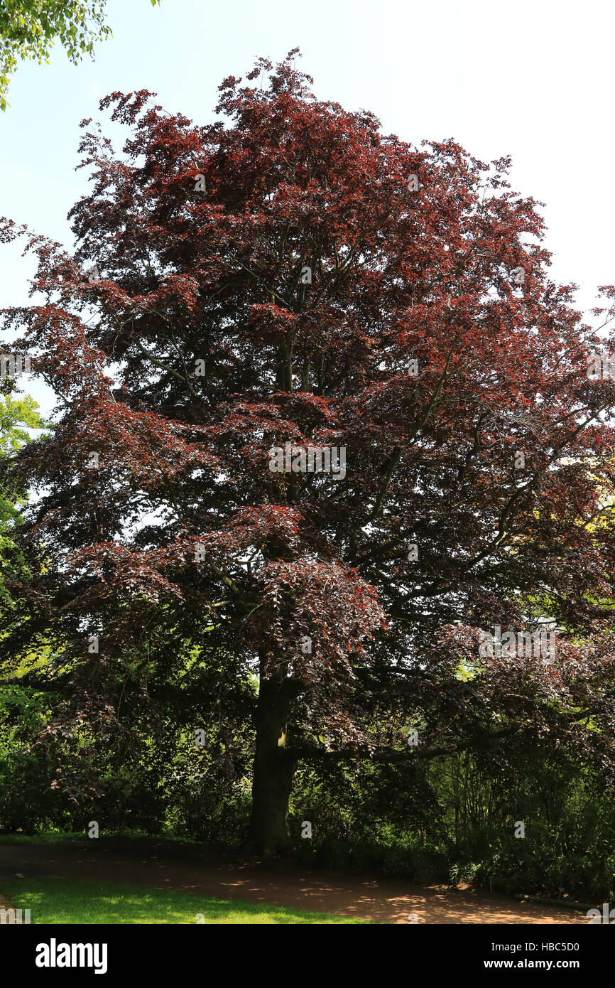 Rame, Faggio Fagus sylvatica atropurpurea Foto Stock