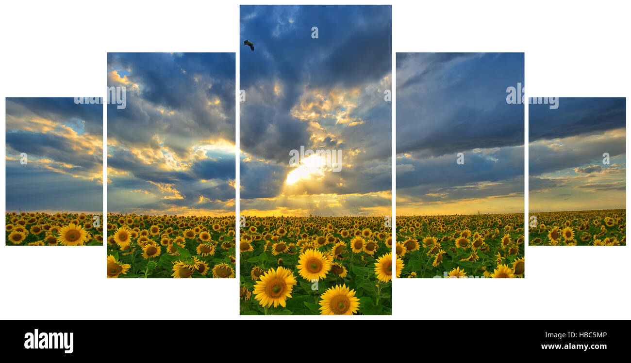 Paesaggio estivo: Multi frame le foto con la bellezza del tramonto su campo di girasoli Foto Stock
