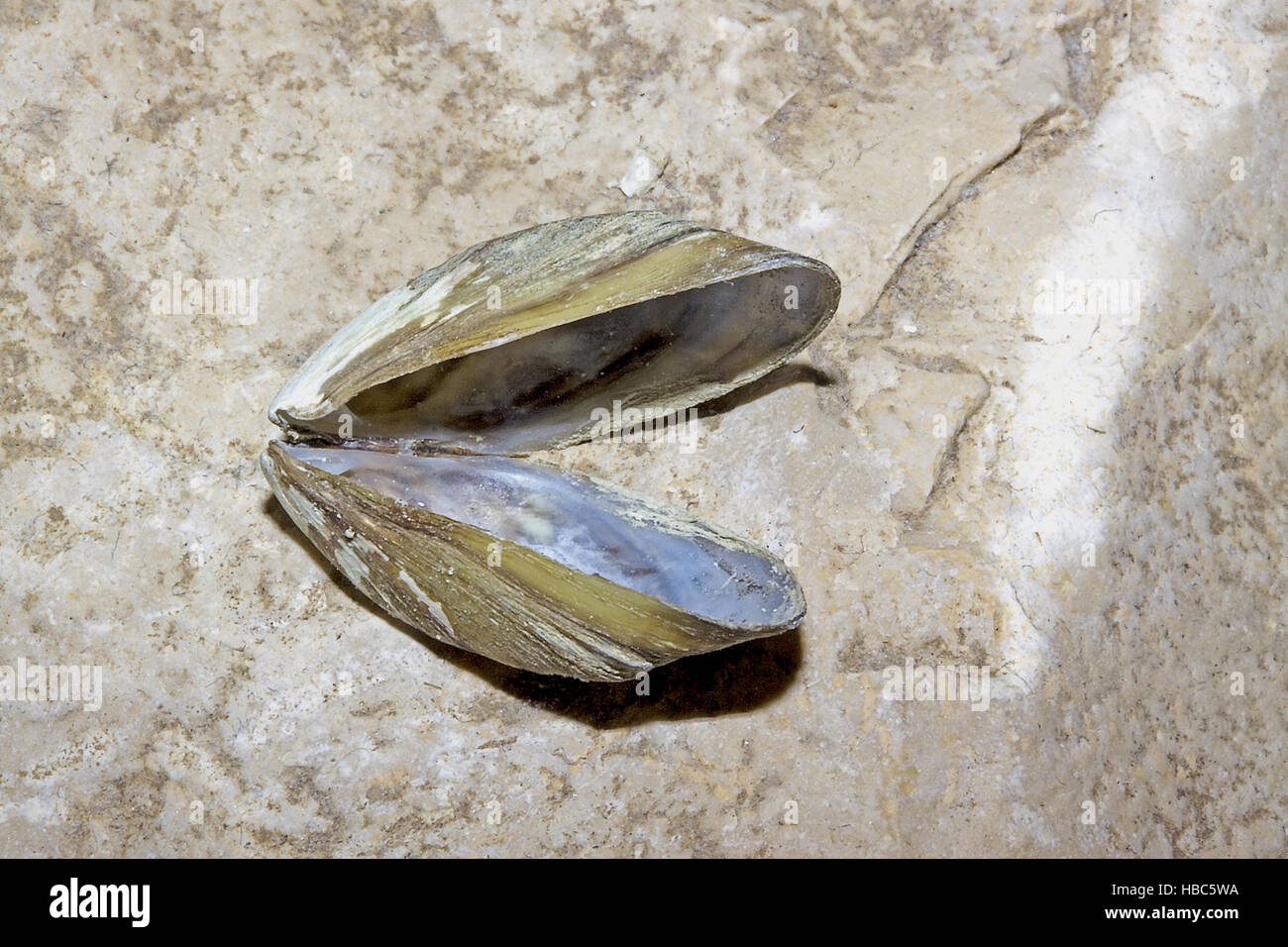 Zebra mussel Dreissena polymorpha Foto Stock