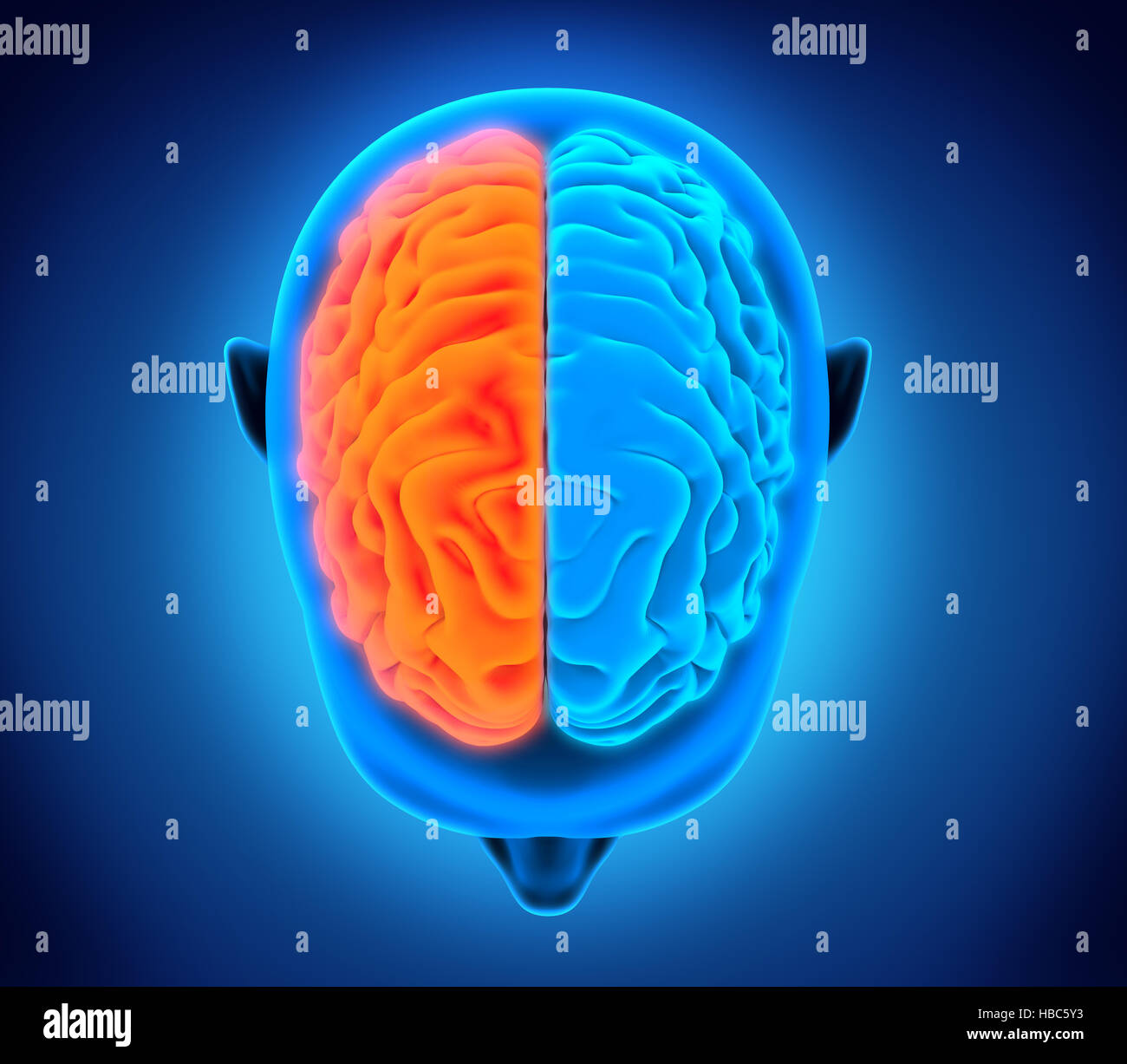 A sinistra e a destra del cervello umano Foto Stock