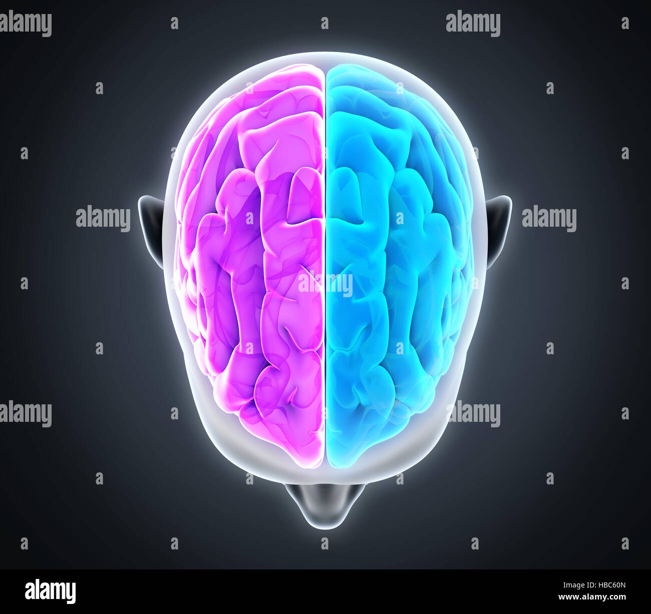 A sinistra e a destra del cervello umano Foto Stock