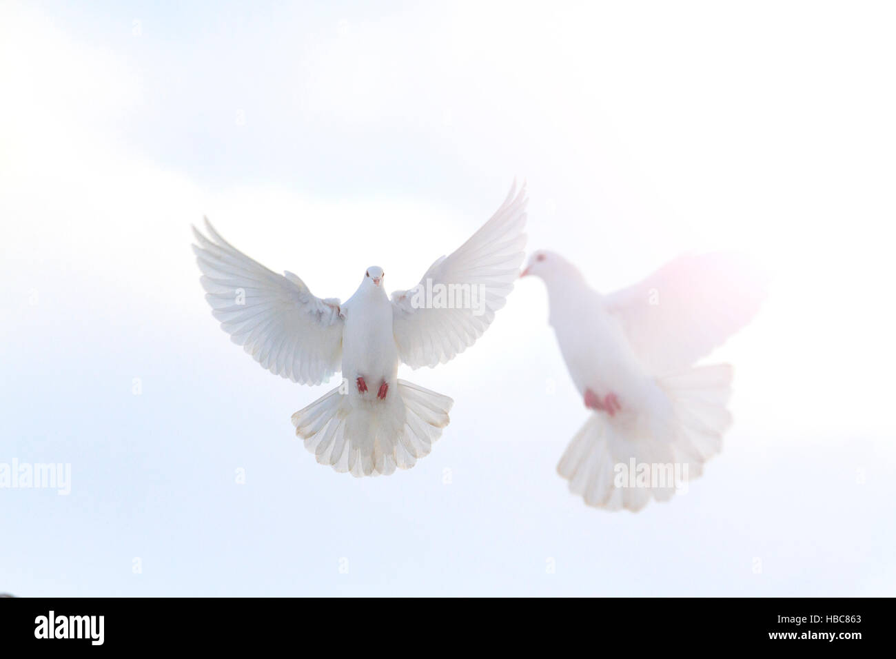 Coppia di colombe bianche volare nel cielo invernale con hotspot soleggiato Foto Stock