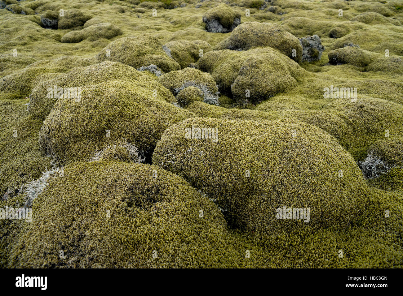 Verde muschio coperto campo di lava dall eruzione del vulcano Laki in Islanda Foto Stock
