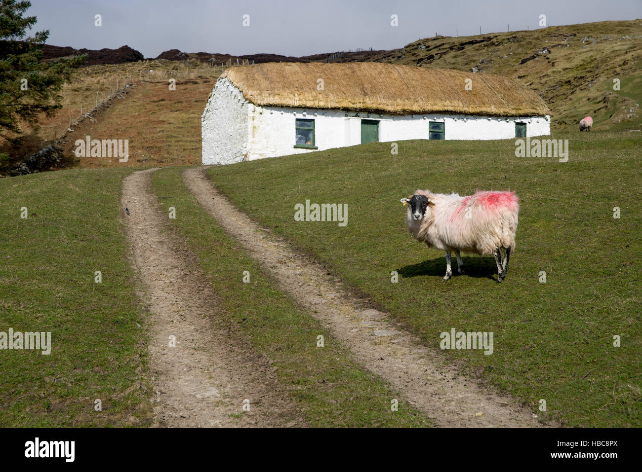 Un solitario dipinte di rosso e di pecora bianco tradizionale cottage con tetto in paglia. Foto Stock