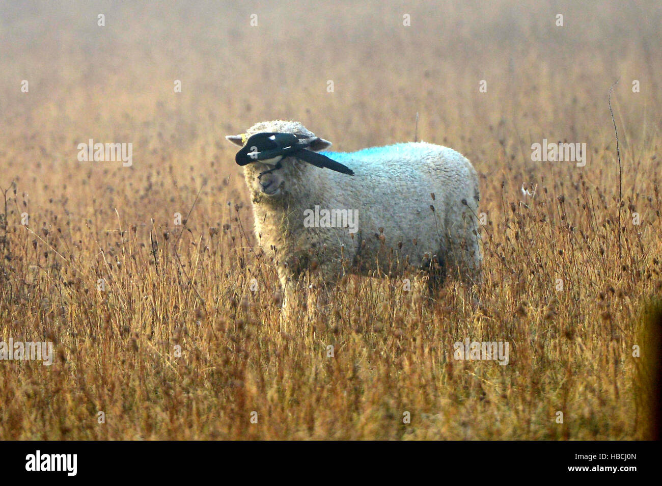 Pecore curato da gazza, South Downs National Park, East Sussex. Foto Stock