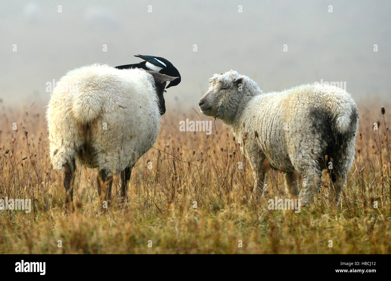 Pecore curato da gazza, South Downs National Park, East Sussex. Foto Stock